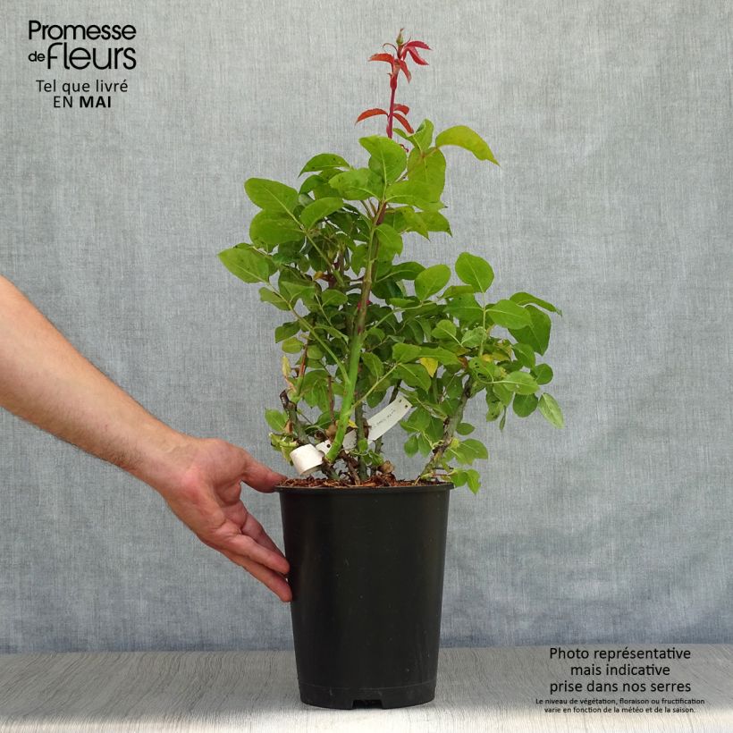 Example of Rosier à grandes fleurs Special Anniversary Pot de 4L/5L as you get in printemps