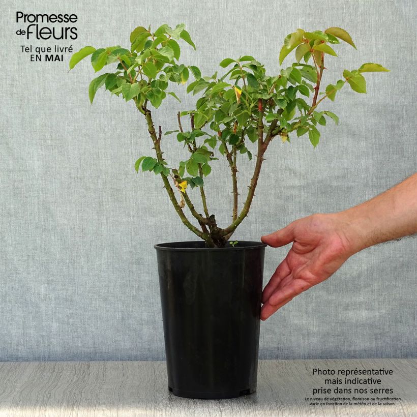 Example of Rosier à grandes fleurs Sunny Sky Pot de 4L/5L as you get in printemps