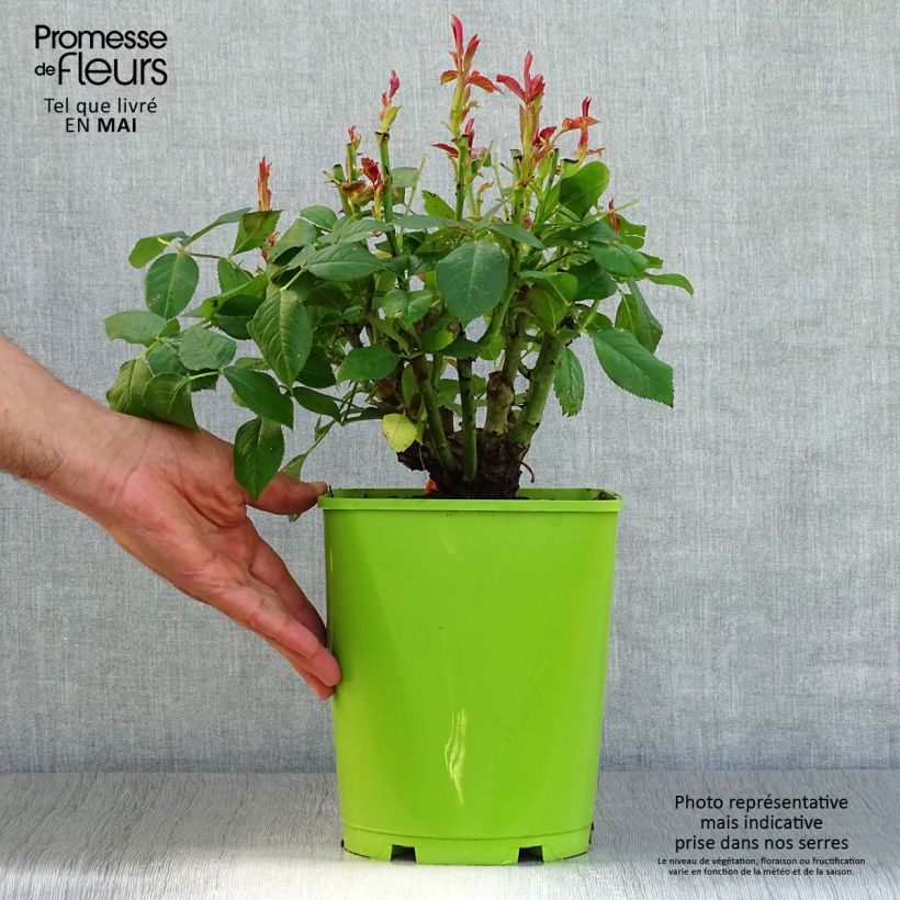 Example of Rosier à grandes fleurs Sweet Eureka Pot de 4L/5L as you get in printemps