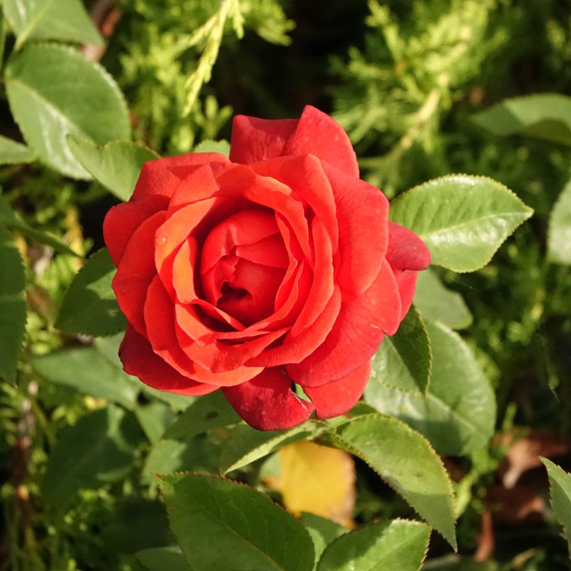 Rosier à grandes fleurs Terra Botanica  (Flowering)