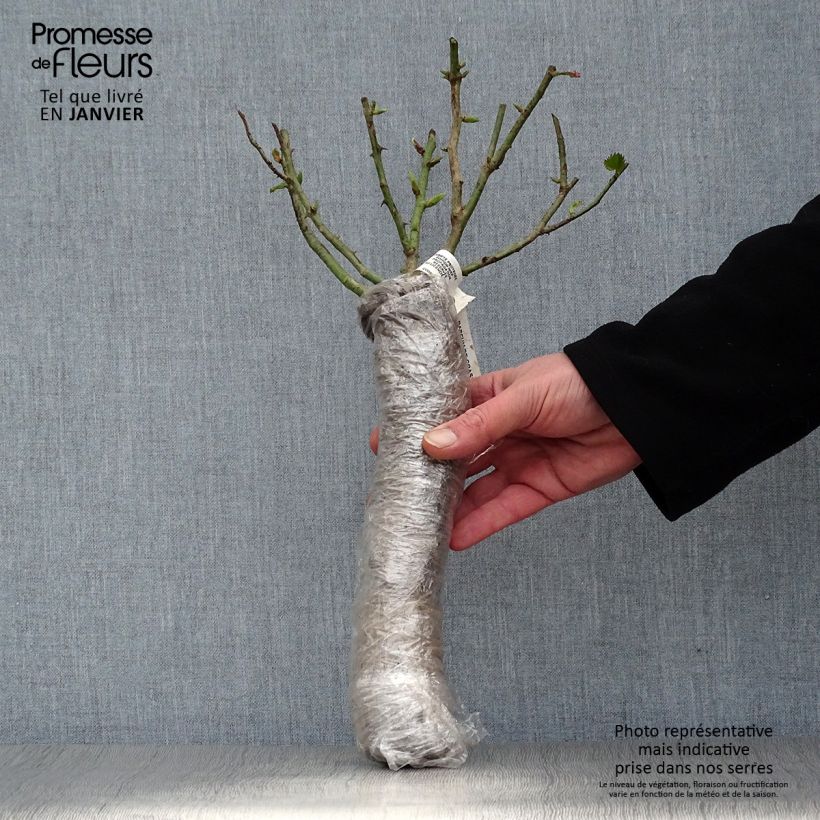 Example of Rosier à grandes fleurs Thierry Marx  Racines nues en motte as you get in hiver