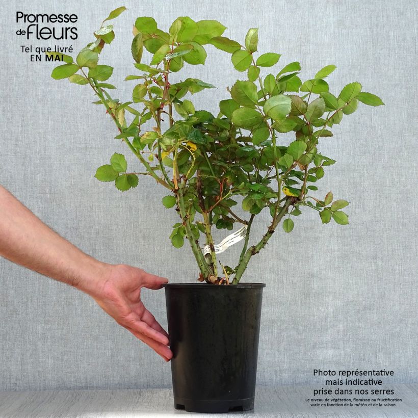 Example of Rosier à grandes fleurs Thierry Marx  Pot de 4L/5L as you get in printemps