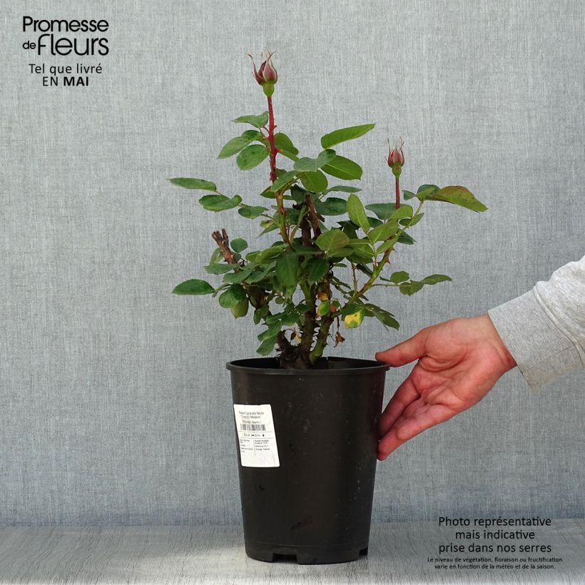 Example of Rosier à grandes fleurs Traviata Pot de 4L/5L as you get in printemps