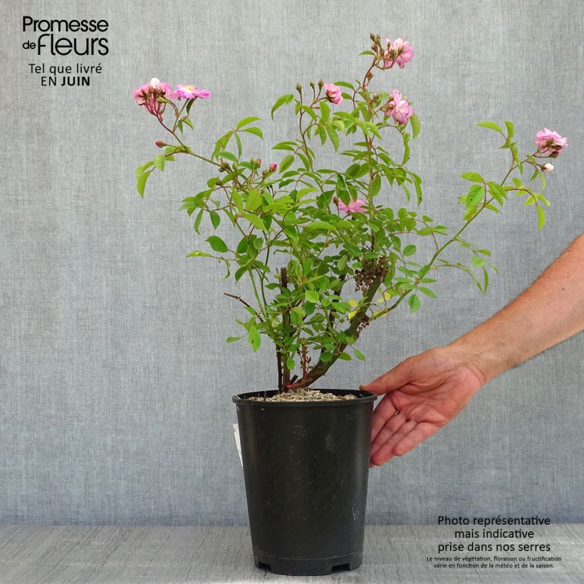 Example of Rosier à grandes fleurs Velasquez Pot de 4L/5L as you get in printemps
