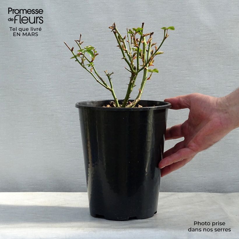 Spécimen de Rosier à grandes fleurs Virgo Pot de 4L/5L tel que livré au printemps