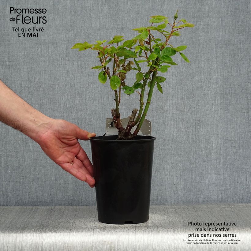 Example of Rosier à massif Arthur Bell Pot de 2L/3L as you get in printemps