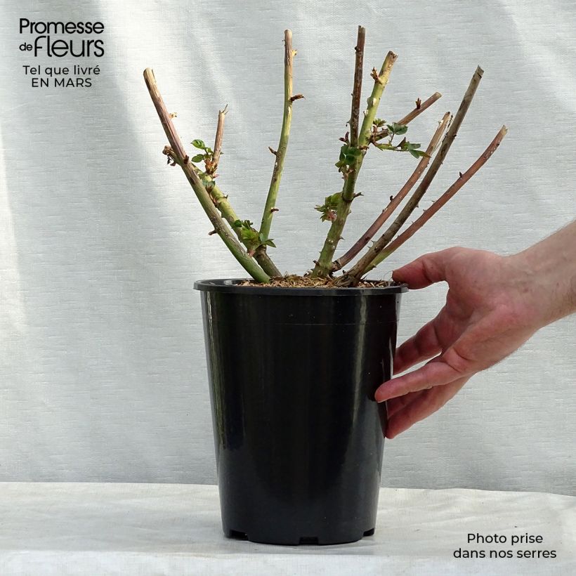 Spécimen de Rosier à massif Eveline Wild Pot de 4L/5L tel que livré au printemps