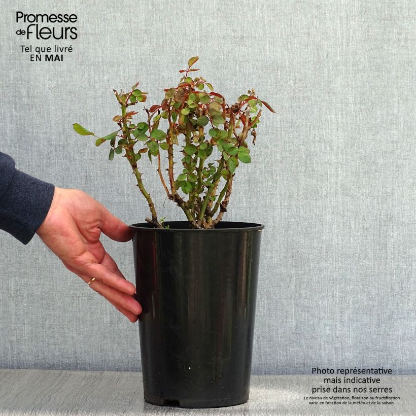 Example of Rosier à massif Nadia Zerouali Pot de 4L/5L as you get in printemps