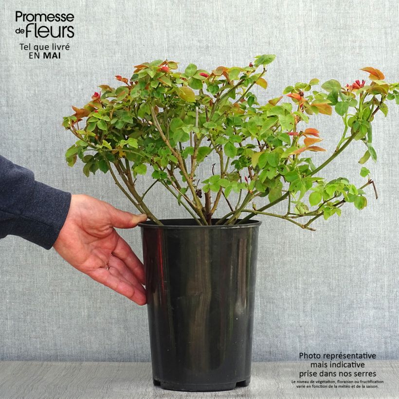 Example of Rosier à massif Pear Pot de 4L/5L as you get in printemps