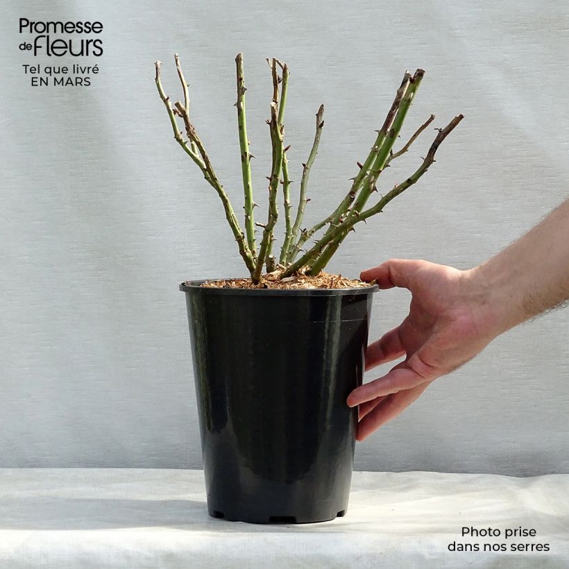 Example of Rosier à massif Renée van Wegberg Pot de 4L/5L as you get in printemps