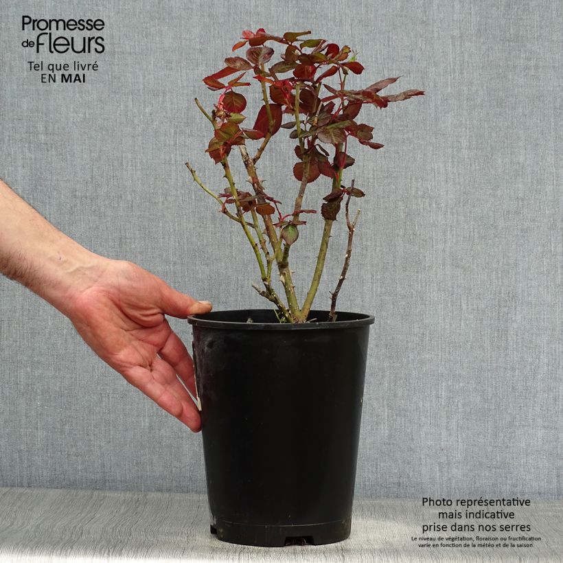Example of Rosier à massif The Times (Mariandel) Pot de 4L/5L as you get in printemps