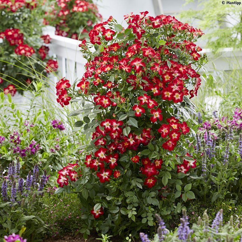 Rosier à patio Everglow Ruby  (Plant habit)