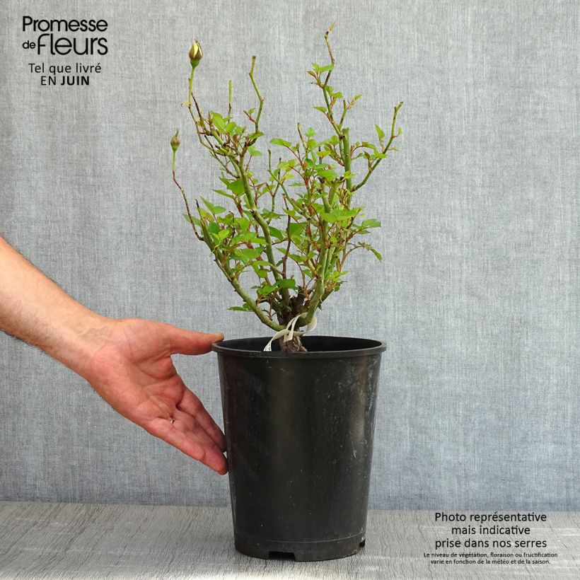 Example of Rosier à pétales comestibles Picnic Bio Pot de 4L/5L as you get in printemps