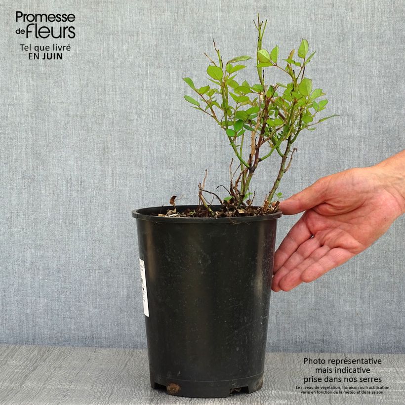 Example of Rosier à pétales comestibles Romantic Date Bio Pot de 4L/5L as you get in printemps