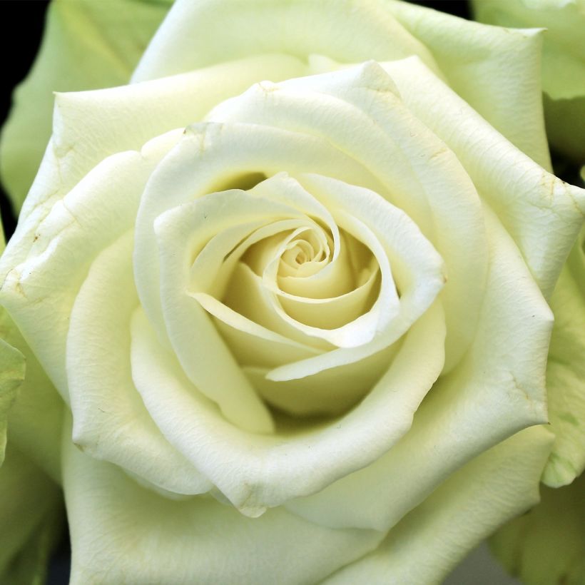 Rosier à pétales comestibles Tiramisu Bio (Flowering)