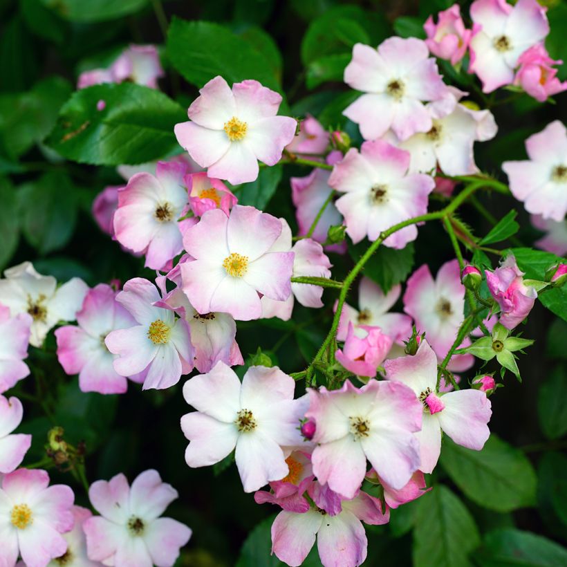 Rosier ancien Ballerina (Flowering)