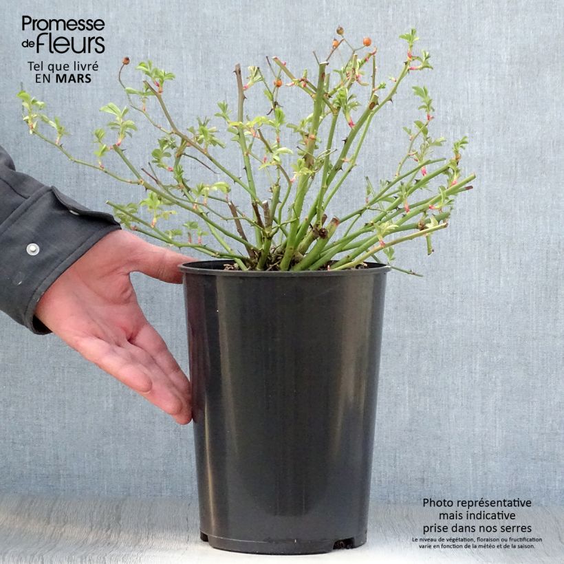 Example of Rosier ancien Ballerina Pot de 4L/5L as you get in printemps