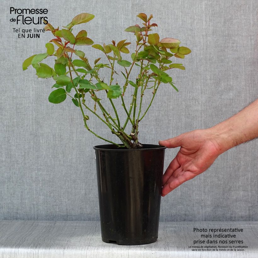 Example of Rosier ancien Baron Girod de l'Ain Pot de 4L/5L as you get in printemps