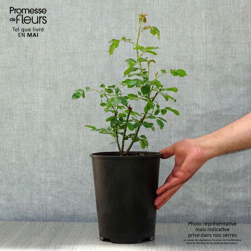 Example of Rosier ancien Boule de Neige Pot de 4L/5L as you get in printemps