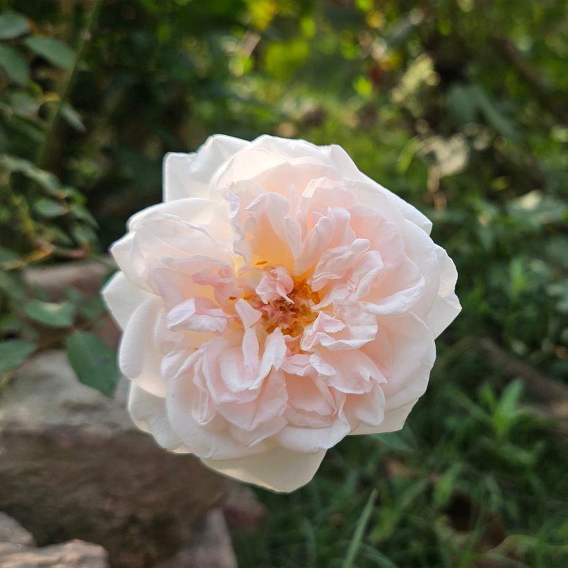 Rosier ancien Buff Beauty (Flowering)