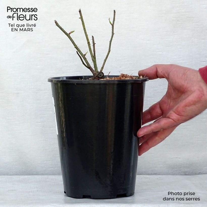 Example of Rosier ancien Centifolia Muscosa Pot de 4L/5L as you get in printemps