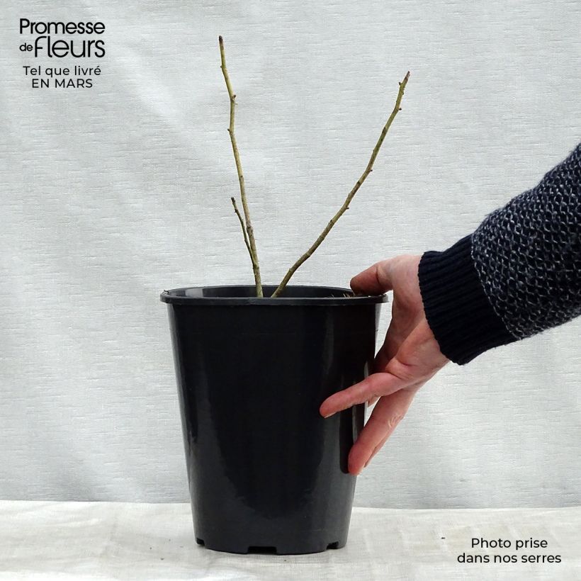 Example of Rosier ancien Chapeau de Napoléon Pot de 4L/5L as you get in printemps