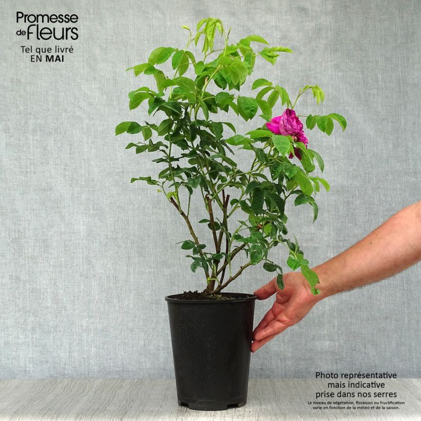 Example of Rosier ancien Charles de Mills Pot de 4L/5L as you get in printemps
