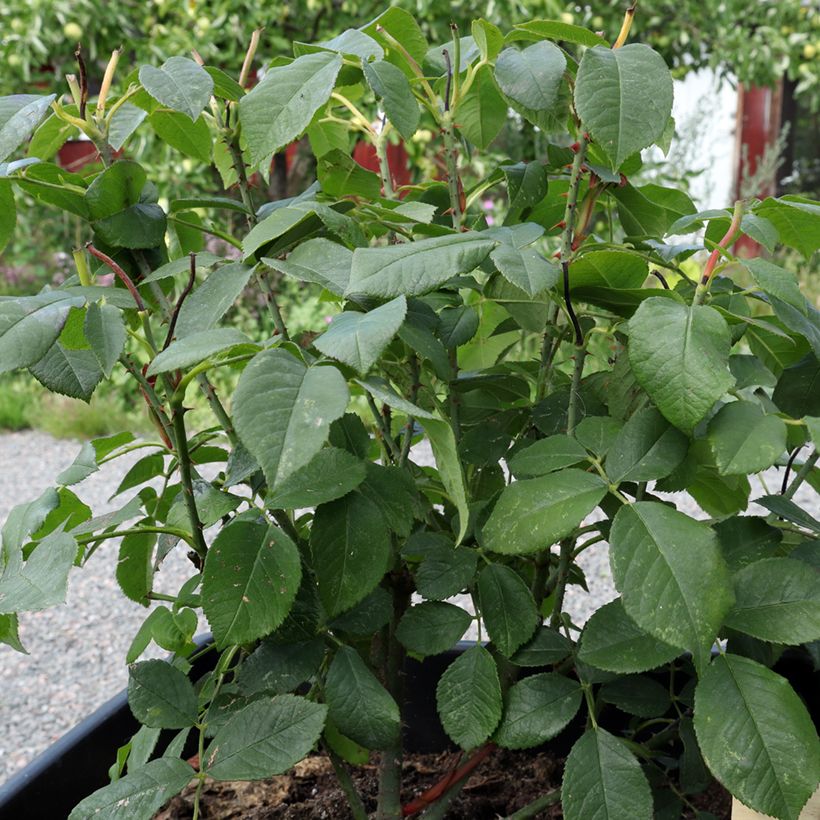 Rosier ancien Comte de Chambord (Foliage)