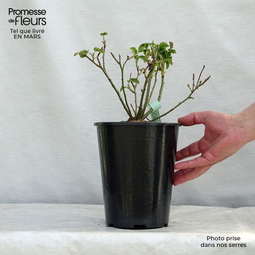 Example of Rosier ancien Comte de Chambord Pot de 4L/5L as you get in printemps