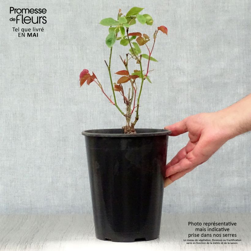 Spécimen de Rosier ancien Dainty Bess Pot de 4L/5L tel que livré au printemps