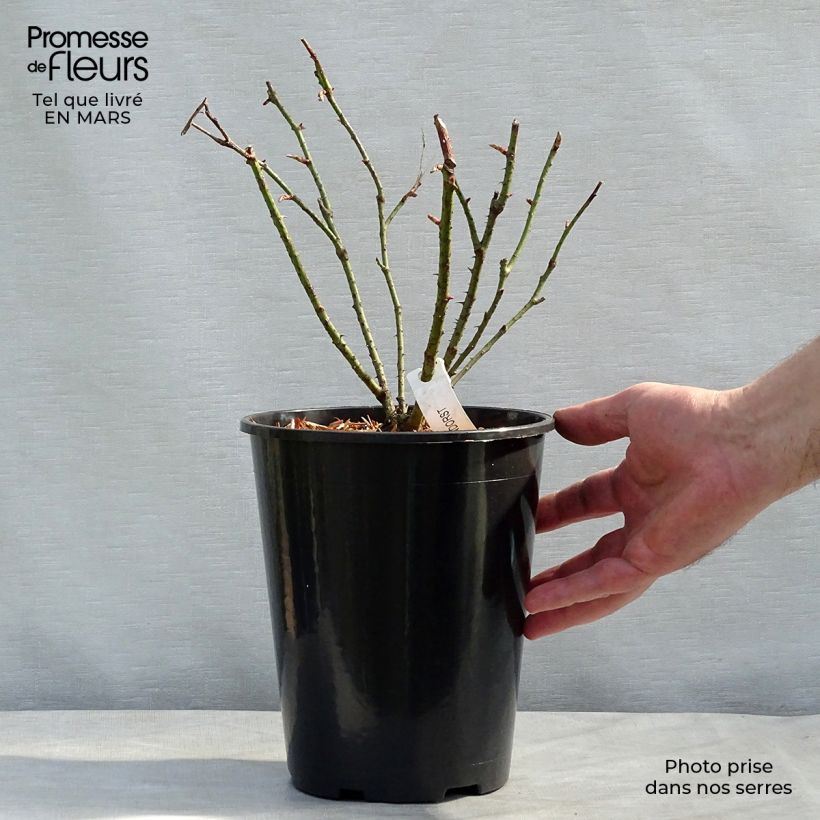 Example of Rosier ancien F.J Grootendorst Pot de 4L/5L as you get in printemps