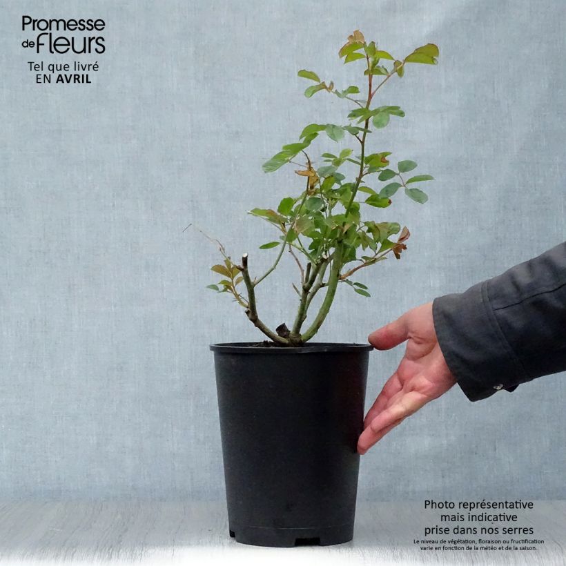 Example of Rosier ancien Felicia Pot de 4L/5L as you get in printemps