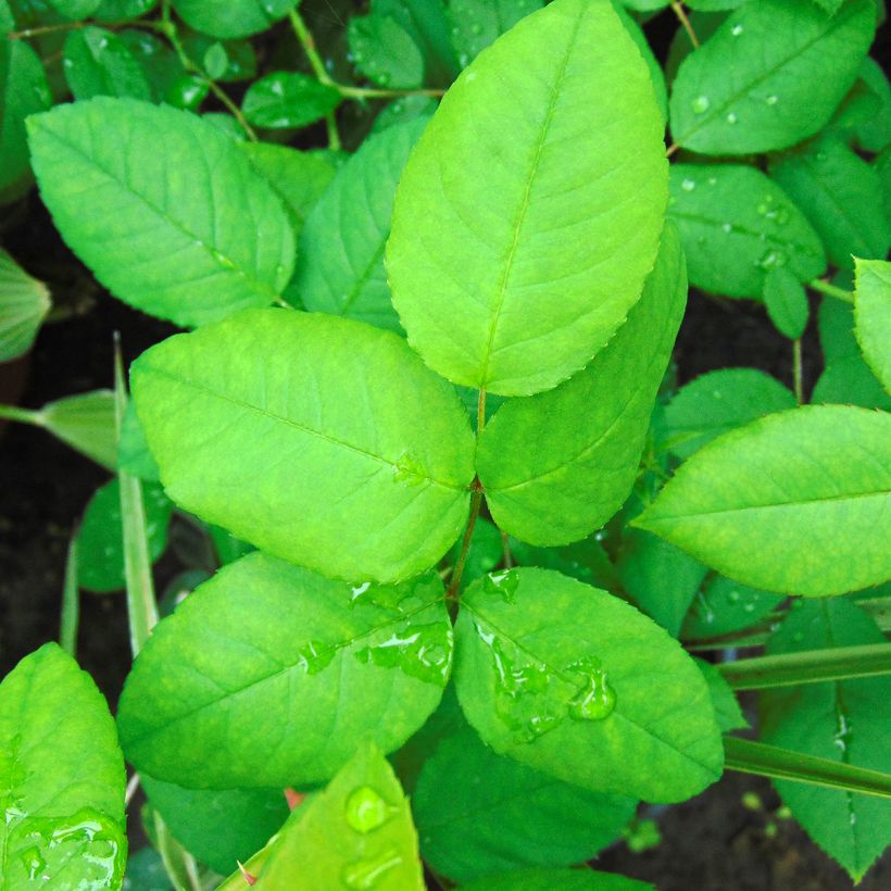 Rosier ancien Ferdinand Pichard (Feuillage)