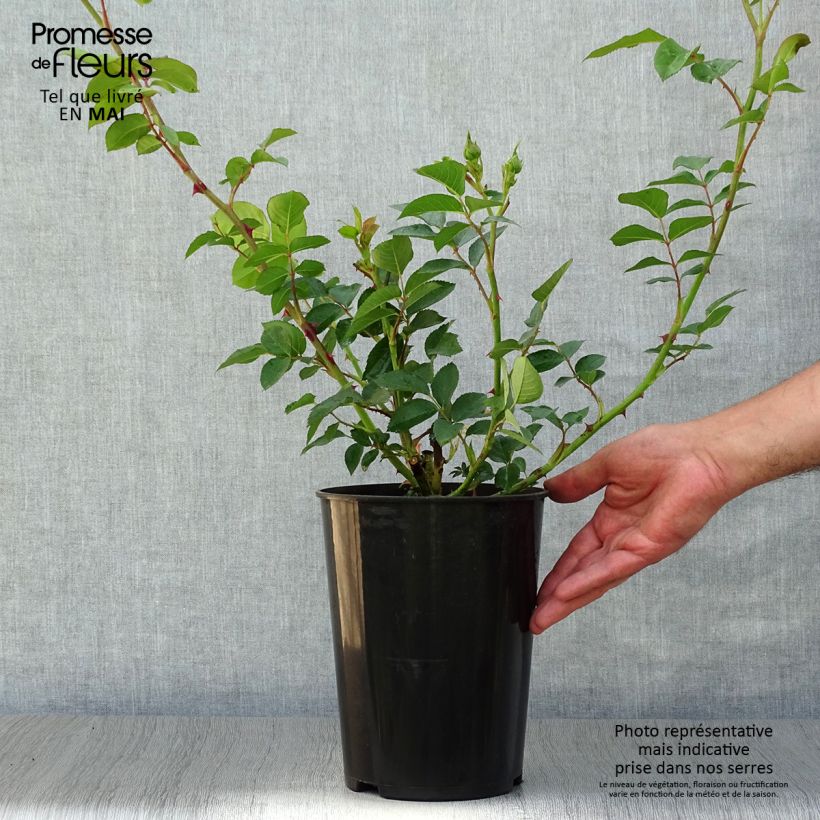 Example of Rosier à grandes fleurs Fragant Old Yellow Pot de 4L/5L as you get in printemps