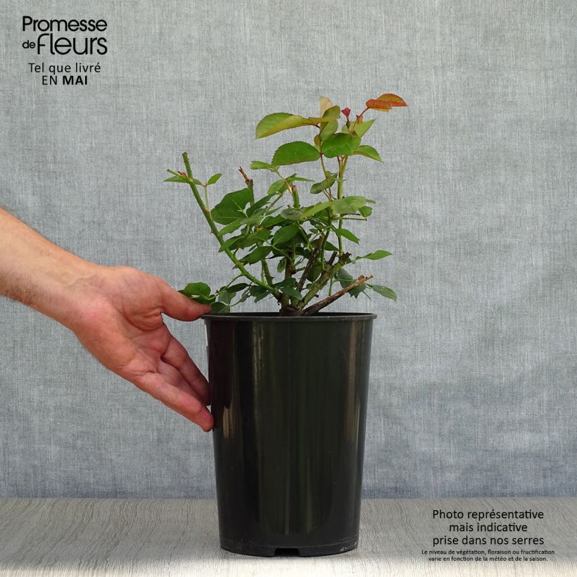 Spécimen de Rosier anglais David Austin Fragrant Old purple Pot de 4L/5L tel que livré au printemps