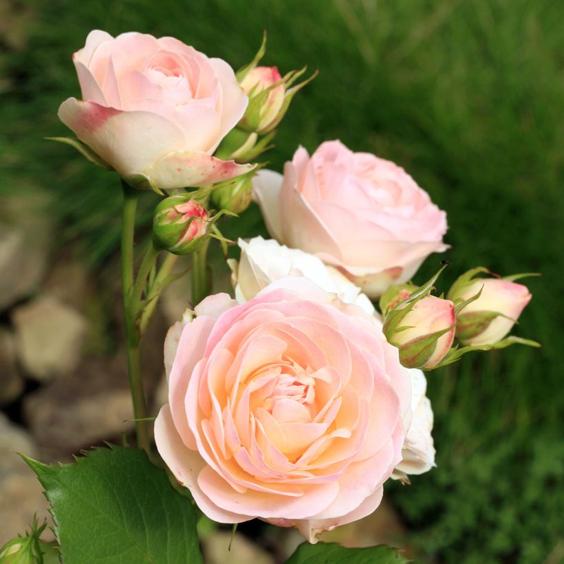 Rosier ancien Gruss An Aachen (Flowering)