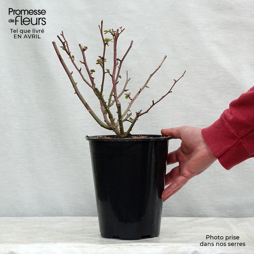 Example of Rosier ancien Gruss An Aachen Pot de 4L/5L as you get in printemps