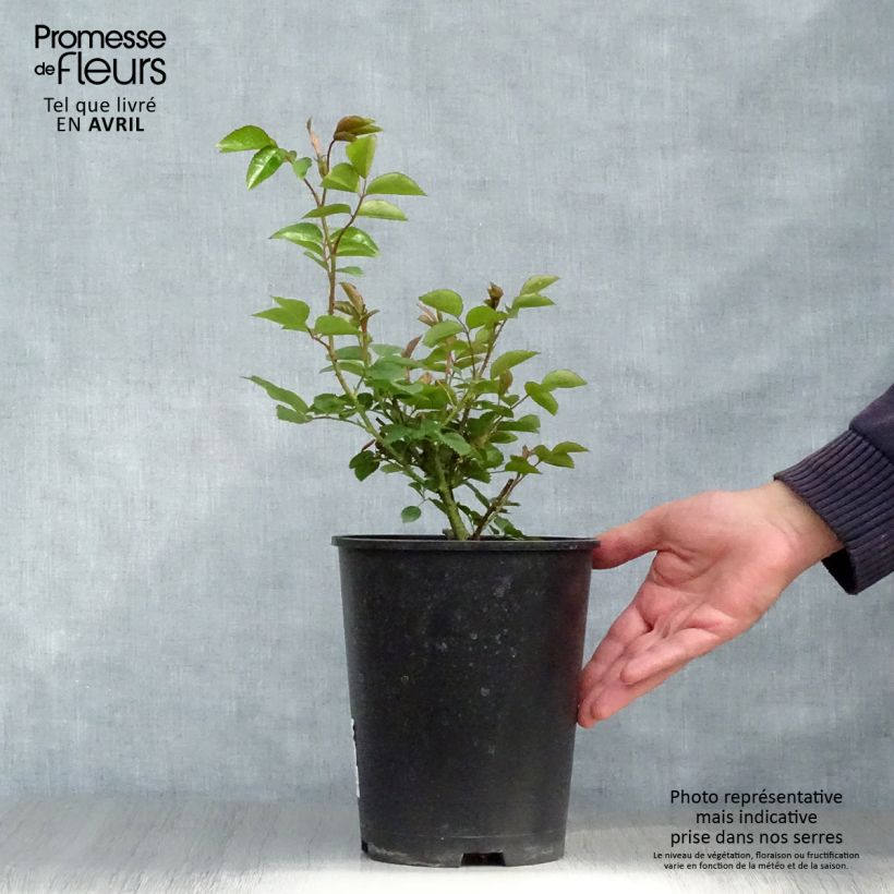 Example of Rosier ancien Jacqueline du Pré Pot de 4L/5L as you get in printemps