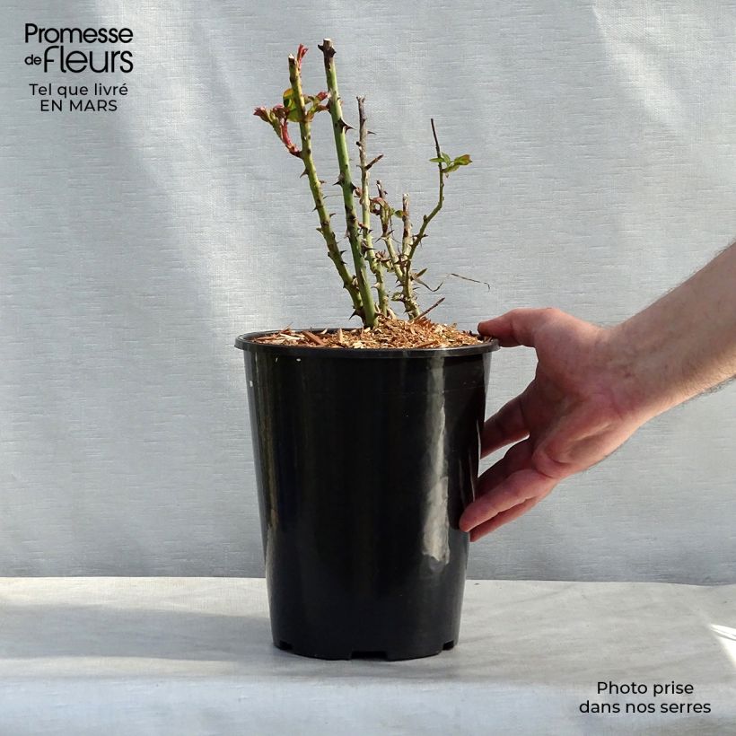 Example of Rosier ancien Joseph's Coat Pot de 4L/5L as you get in printemps