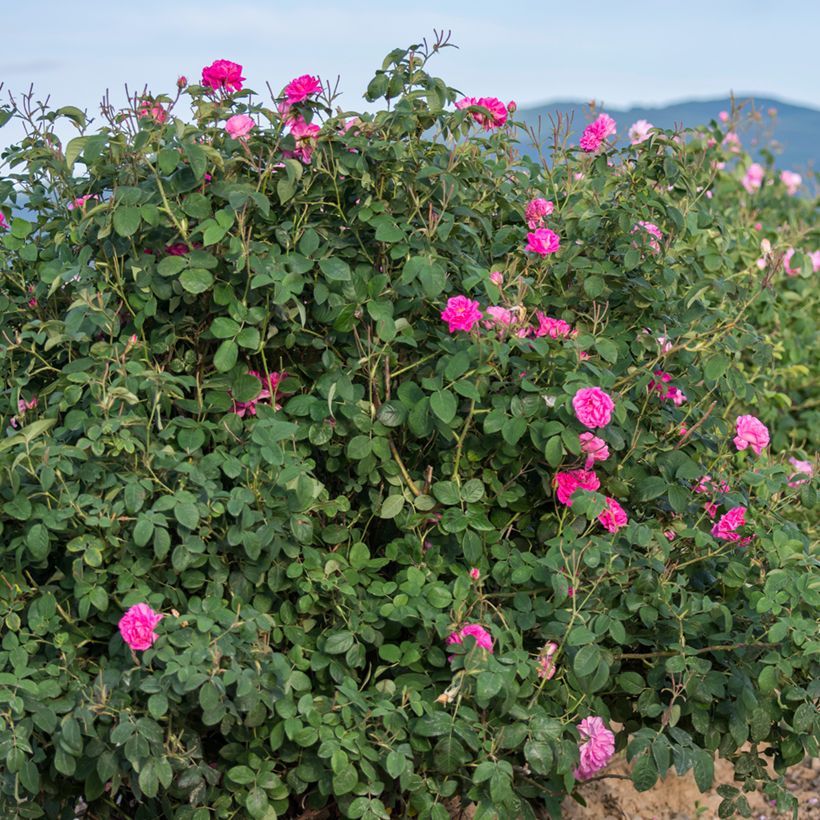 Rosier ancien Kazanlik (Trigintipetala) (Plant habit)