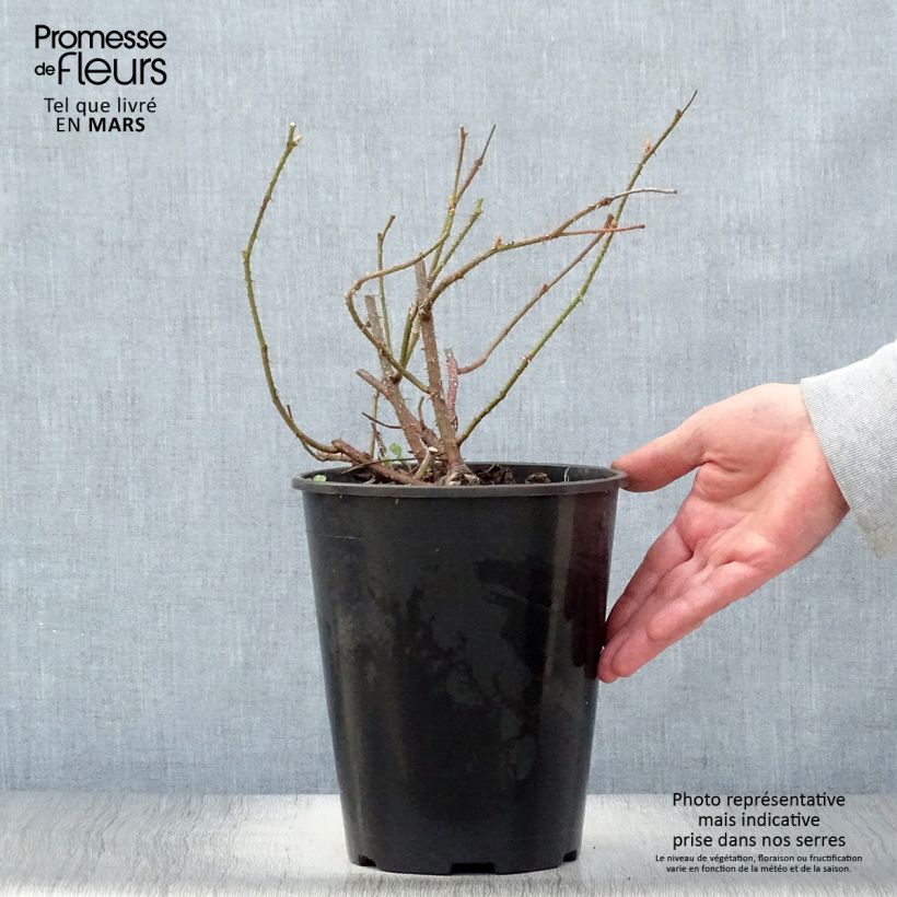 Example of Rosier ancien Kazanlik (Trigintipetala) Pot de 4L/5L as you get in printemps