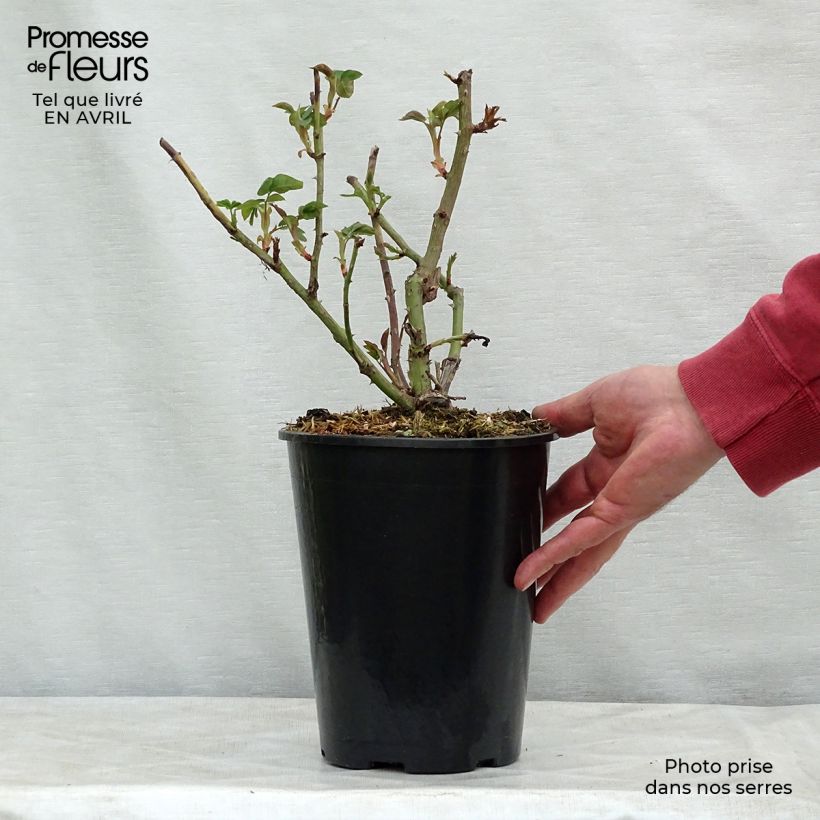 Example of Rosier ancien La Reine Victoria Pot de 4L/5L as you get in printemps