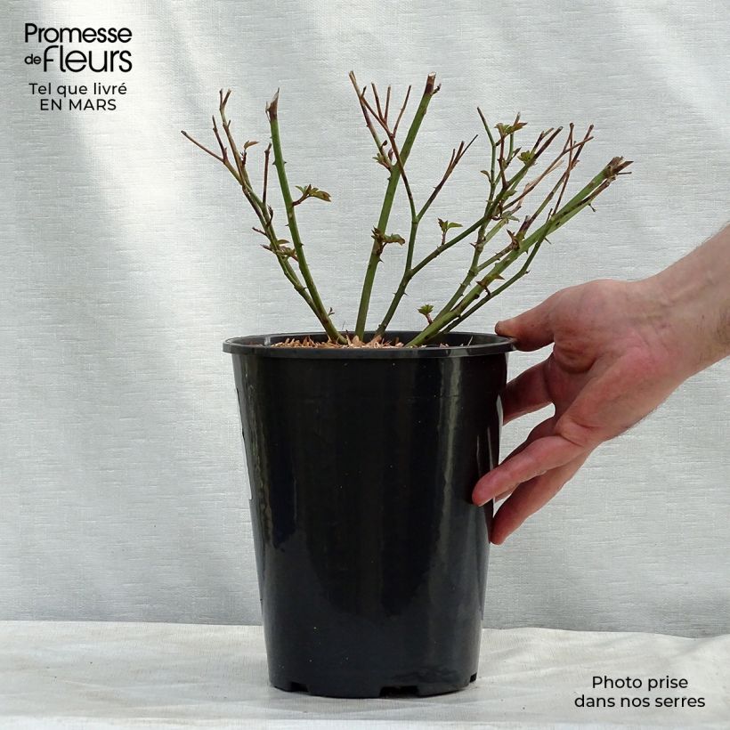 Spécimen de Rosier ancien Little White Pet Pot de 4L/5L tel que livré en hiver