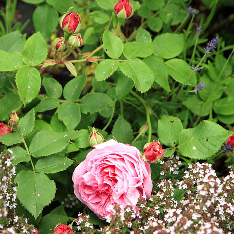 Rosier ancien Louise Odier (Foliage)