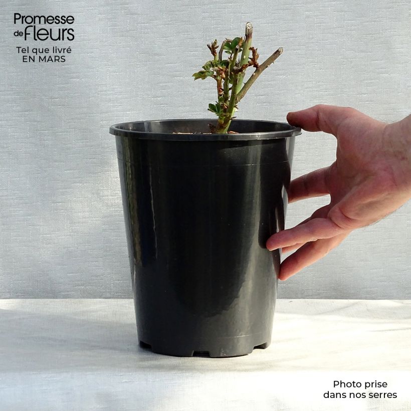 Example of Rosier ancien Louise Odier Pot de 4L/5L as you get in printemps