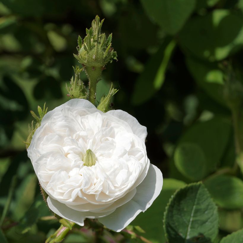 Rosier ancien Mme Hardy (Floraison)