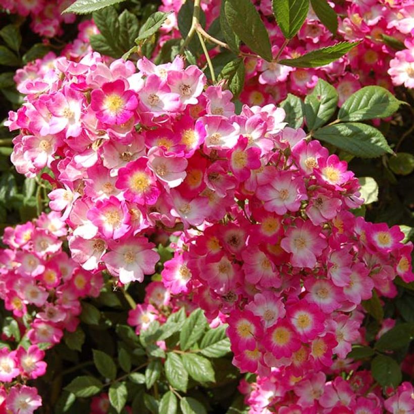 Rosier ancien Mozart (Flowering)