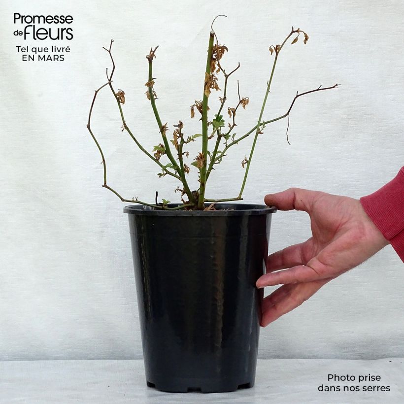 Example of Rosier ancien Mozart Pot de 3L/4L as you get in printemps