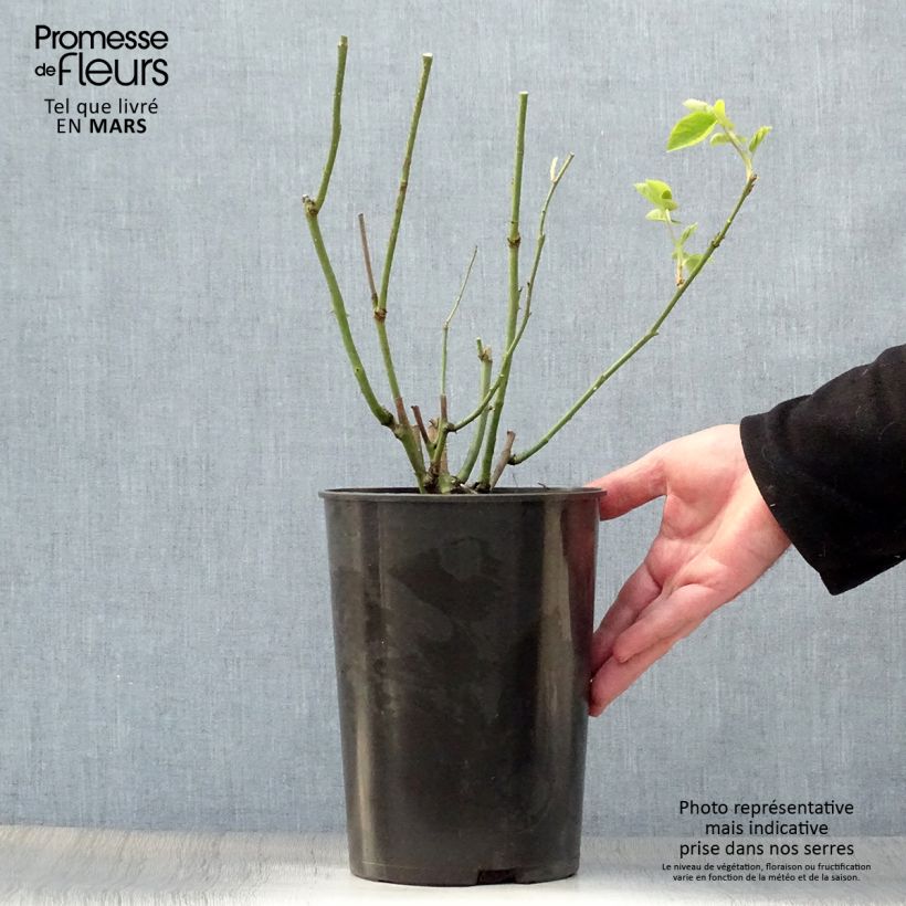 Example of Rosier ancien Mrs John Laing Pot de 4L/5L as you get in printemps