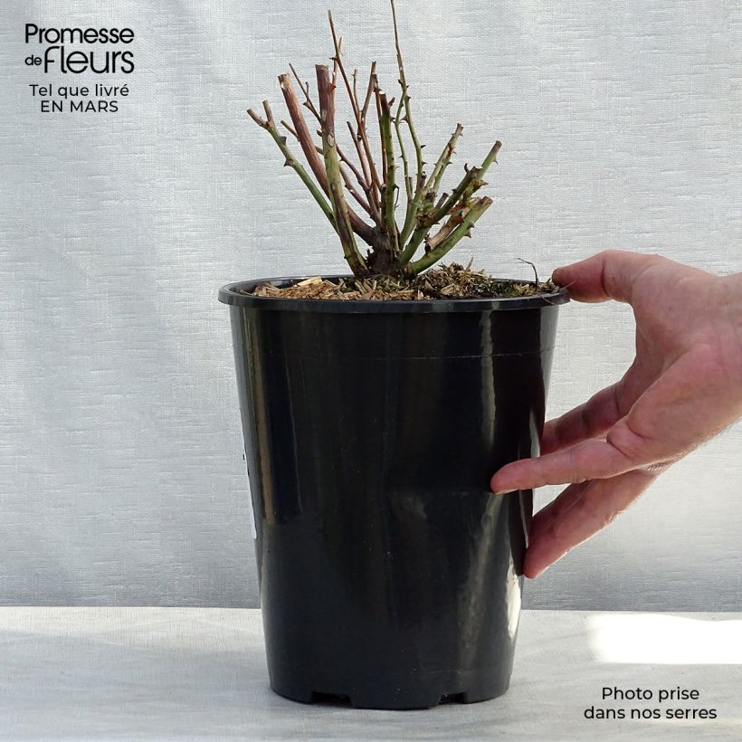 Example of Rosier ancien Old Blush Pot de 4L/5L as you get in printemps